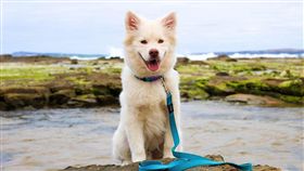 ▲毛對狗狗來說，是有保護作用的（圖／Pixabay）