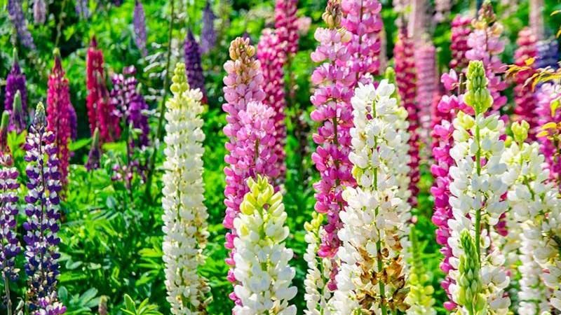 百花齊放在台中　戀戀福壽山魯冰花