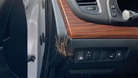 蚰蜒,蟑螂,喇牙,益蟲(圖/翻攝自爆廢二館)