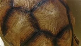 桃園,機場,象龜,走私,寵物