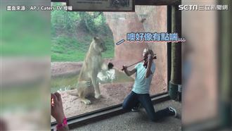 聽到凍未條！　獅子激動「聞歌起舞」
