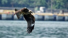 基隆黑鳶繁殖順利寫紀錄　鳥友雀躍　