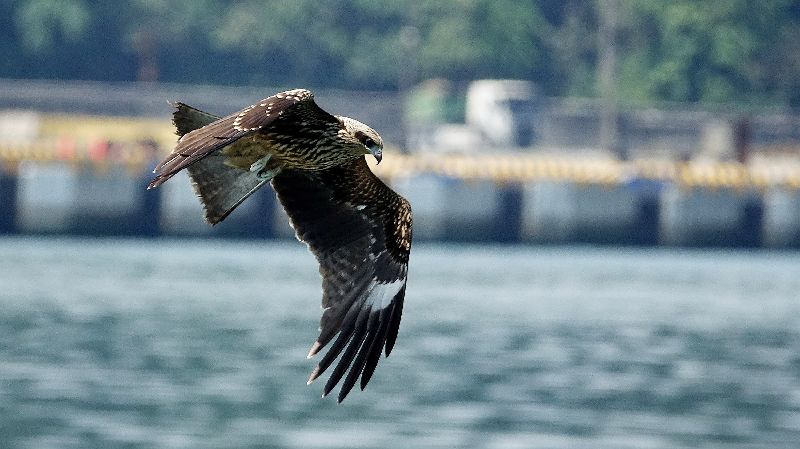 基隆黑鳶繁殖破紀錄！幼鳥順利離巢