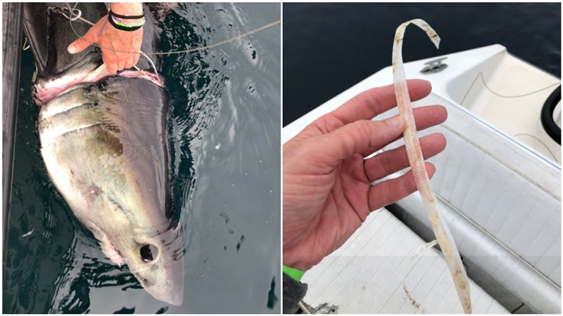塑膠圈緊套鼠鯊！「嵌進肉」險斷頭