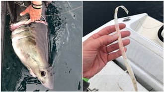 塑膠圈緊套鼠鯊！「嵌進肉」險斷頭