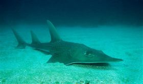 國際自然保育聯盟18日將龍紋鱝（圖）等超過7000種動物、魚類和植物列入瀕危物種「紅色名錄」。