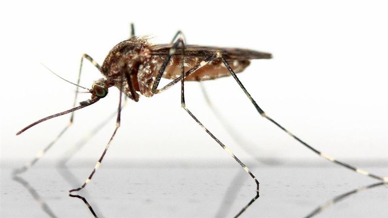 蚊子特愛吸O型血？　昆蟲專家表示…