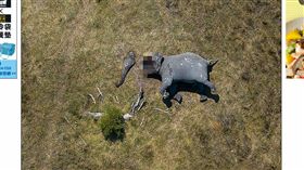 （圖／翻攝自每日郵報）非洲,大象,盜獵,殘忍,照片