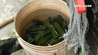 拖把水狂滴泡海帶桶？老闆：沒這回事