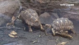 稀有龜保值！養大轉賣價差10倍起