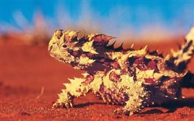 澳洲,澳洲魔蜥,沙漠,蜥蜴。(圖/翻攝自每日頭條)