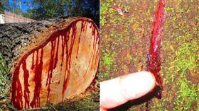 索科特拉島,外星世界,Suquṭra,島嶼,葉門 （圖／翻攝新浪微博）