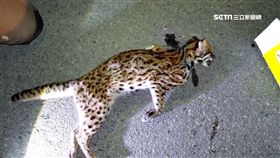 六天三石虎遭路殺！　棲息地還遭獵犬入侵