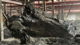 新北市,忠孝國中,古樹根,保護,環境