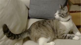 假裝丟尾巴！花貓急壞四處找…網笑翻