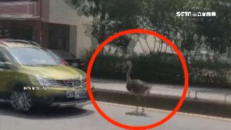 鴕鳥狂奔馬路！駕駛嚇：牠逆向闖紅燈