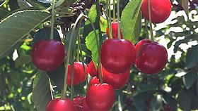 土耳其,櫻桃,蘇坦達,出口,櫻桃季