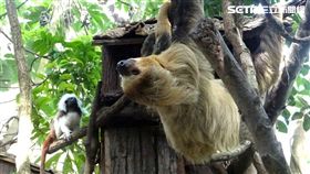台北市立動物園,穿山甲館,閃電俠,二趾樹獺,雨林,奇怪的人,棉頭絹猴