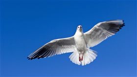 海鷗,示意圖（圖／翻攝自Pixabay）
https://pixabay.com/zh/photos/%E6%B5%B7%E9%B8%A5-%E9%A3%9E%E8%A1%8C-%E9%B8%9F-%E9%A3%9E-%E9%87%8E%E7%94%9F%E5%8A%A8%E7%89%A9-1149576/