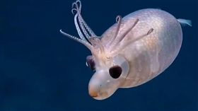 美國,海底,Helicocranchia pfefferi,夏威夷,小豬魷魚（圖／翻攝自推特）