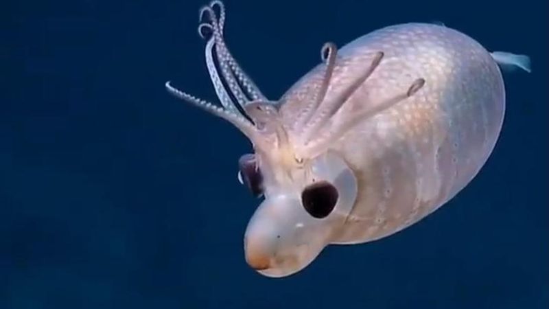 深海驚現小鹿斑比　真實身分竟是牠！