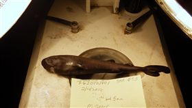 美國,口袋鯊,抹香鯨,獵食,發光