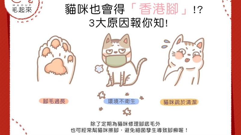 貓咪也會得香港腳？3大原因報你知！