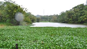 新竹縣,大埔水庫,布袋蓮,清除,整治