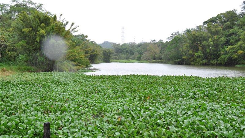 水庫布袋蓮泛濫　竹縣攜手水利會整治