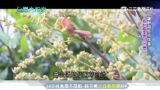 荔枝椿象成農民大患！生物防治靠天敵