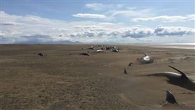 領航鯨,冰島,擱淺,直升機,斯奈山半島。(圖/翻攝自Strange Sound)