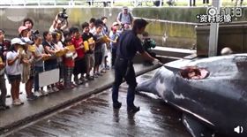 （圖／翻攝自微博）日本,捕鯨,小學生,觀摩,殺鯨