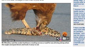 南非,老鷹,蛇,短趾雕,克魯格國家公園。(圖/翻攝自每日郵報)