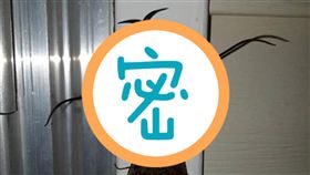 蛇蜻蜓,昆蟲（圖／翻攝自爆廢公社）