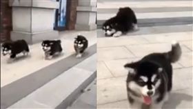 超純！3隻哈士奇賽跑　同一地方「接連跌倒」網笑翻（圖／翻攝自《哈士奇俱樂部》）