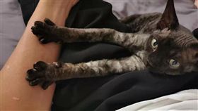 謝霆鋒 貓咪 Miso 圖/IG