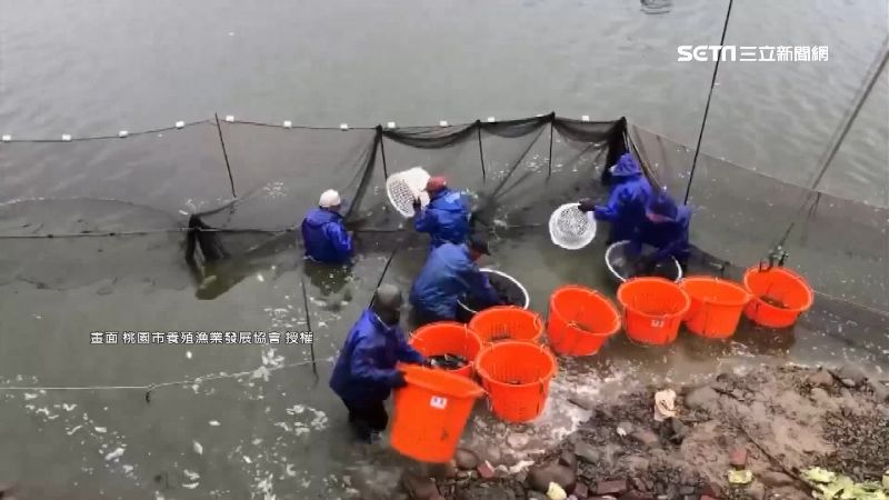 牽連活魚產業　埤塘禁養恐斷漁民生計