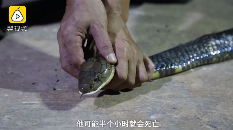 這蛇狂吞60雞！他嚇：沒看過那麼大