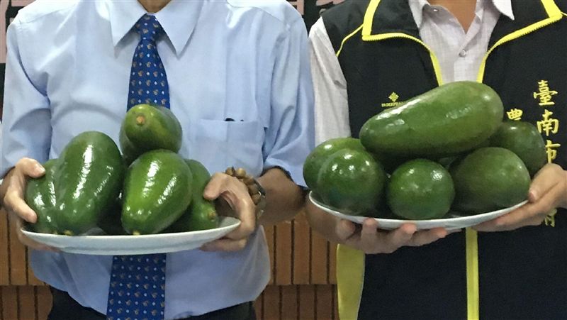 酪梨栽培面積增　台南佳里成新興產地