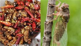 蟬,知了,油炸（圖／翻攝自微博）