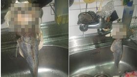 下廚,黃魚,炸魚,白眼,妹子(翻攝自爆廢公社)