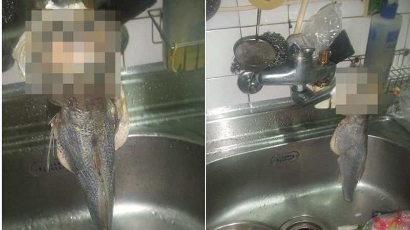 妹子下廚好可怕　網嚇：魚肉厚甲某