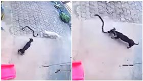 菲律賓,眼鏡蛇,狗狗,女兒,毒液（圖／翻攝自YouTube）
