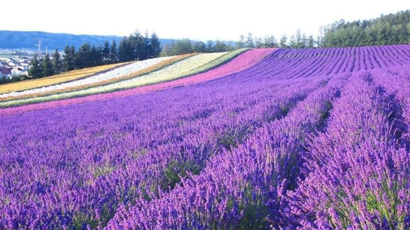 北海道富良野五大人氣薰衣草花田揭曉
