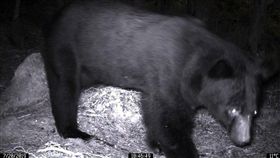 預警系統啟動　成功遏止黑熊入向陽山屋（1）嘉明湖步道的向陽山屋黑熊出沒頻繁，林務局台東林管處日前裝設黑熊預警系統，7月20日首次啟動並拍攝到黑熊，成功遏止黑熊靠近向陽山屋。（林務局提供）中央社記者盧太城台東傳真　108年7月24日