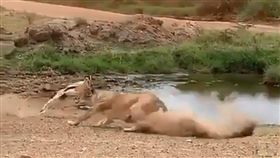 羚羊,湯氏瞪羚,獅子,閃躲（圖／翻攝自ItsMutai Twitter）