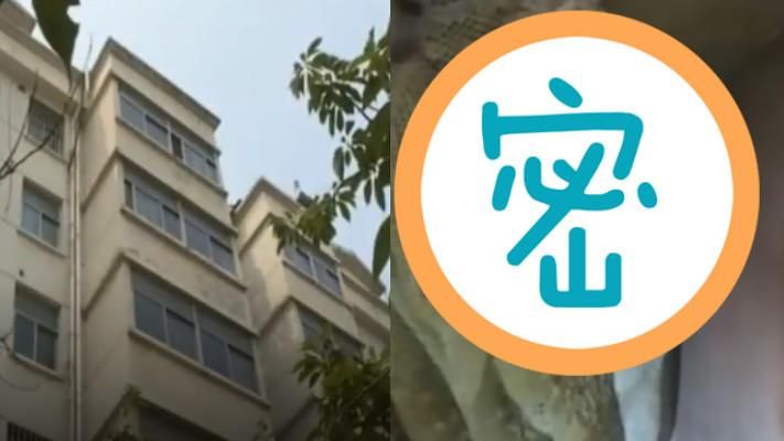衣櫃有怪聲　一拆嚇歪驚見巨無霸巢穴