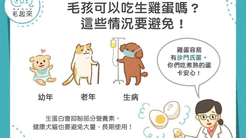 毛孩可以吃生雞蛋嗎？這些情況要避免