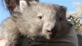 澳洲袋熊，圖／美聯社／達志影像
