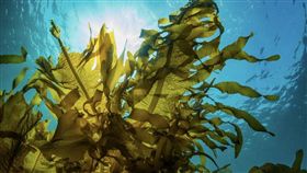 褐藻醣膠,好食課,營養師,林世航
圖／勿用